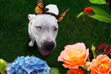 mitzy-the-mariposa