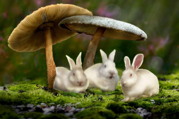 rabbits-in-wonderland