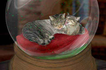 catnip-snowglobe