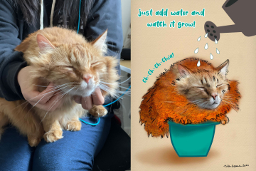 chia-kitty