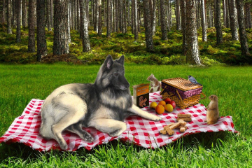 sashaspicnic